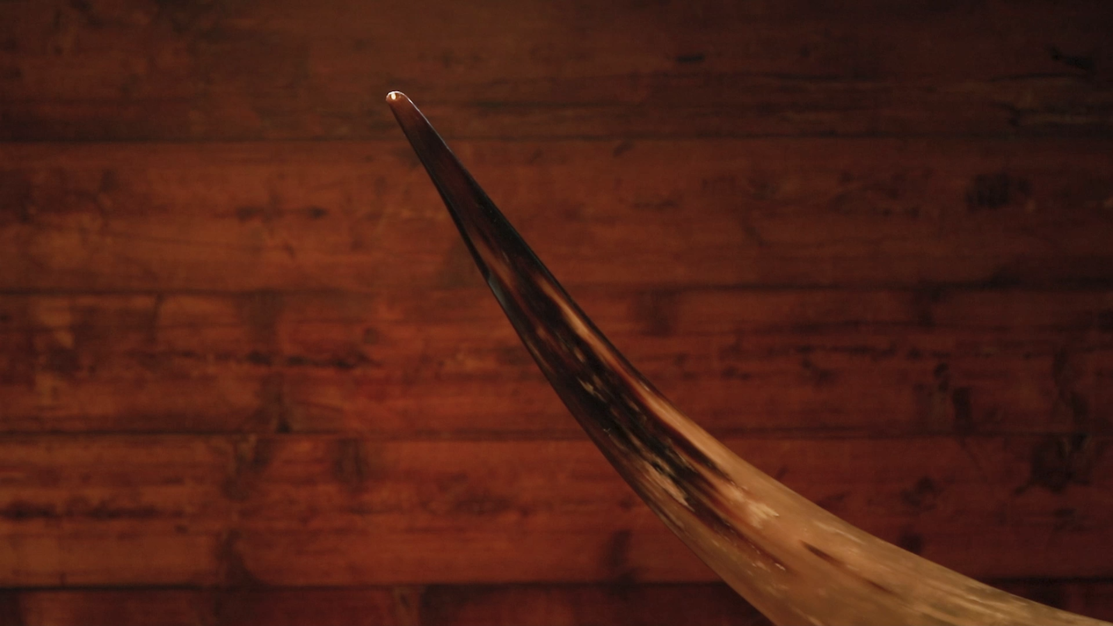 Authentic Real Bull Cow Longhorn Leather Horn Mount Taxidermy 130cm