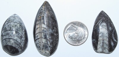 3 Moroccan Orthoceras Cephalopod Fossils / Devonian Age / 3419