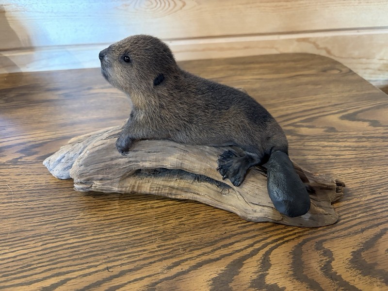 New Baby Beaver Relaxing On Driftwood Taxidermy. Man Cave Decor Cute!