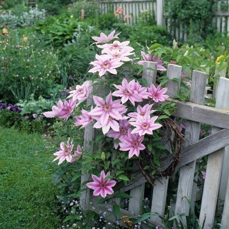 Clematis Fireworks - Planta viva en maceta de 4 pulgadas - Planta de inicio Foto 2 de 4