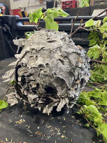 REAL Hornet's Nest BEE HIVE