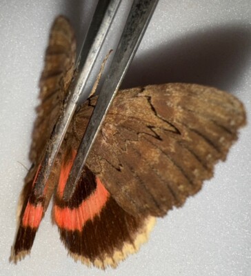 JS5 - Beautiful Catacola Cara Red Underwing Moth #1 - North Florida