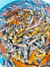 12- Lot Assorted 4"-5” Standard Fin Live Koi Fish for Koi Pond Garden PKF