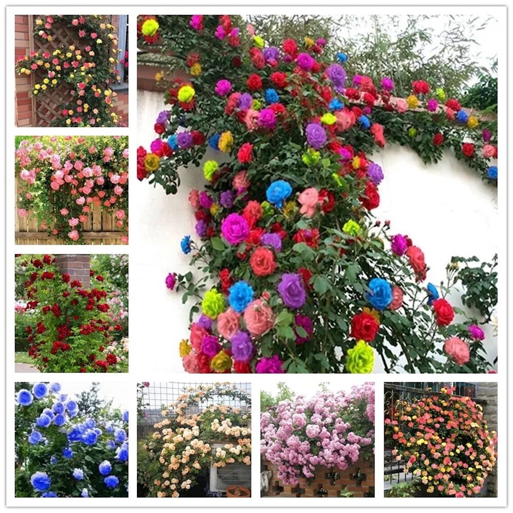 25 CLIMBING ROSE SEEDS Garden Plant Flower rare exotic USA seller