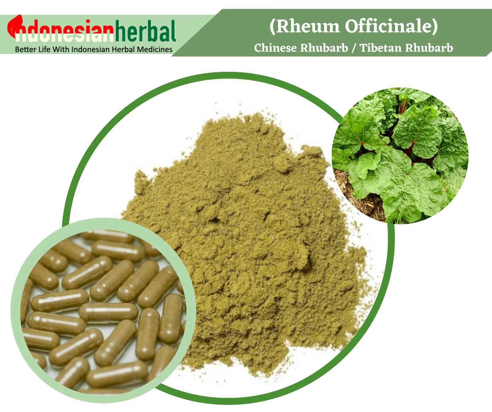 Capsula di puro reumatismi officinali rabarbaro cinese tibetano biologico erbe naturali