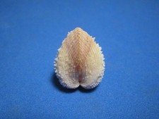 Vepricardium asiaticum Bruguiere, 1789 "NICE COLORS!"  (22.0mm)