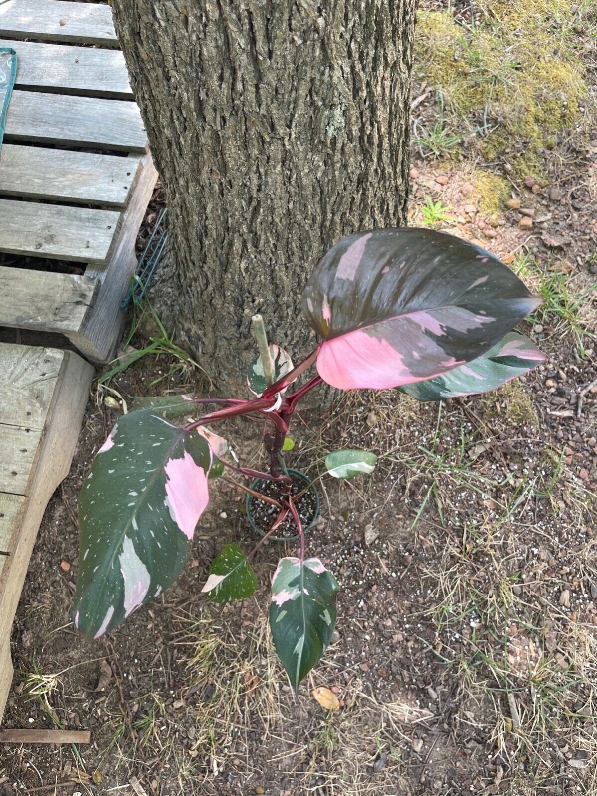 Picture 2 of 11