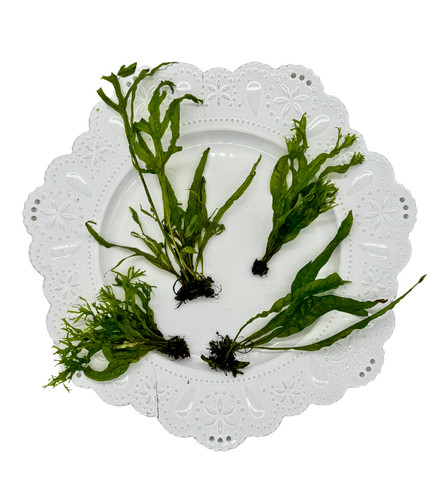 Tofu's Tanks Assorted Java Ferns- Buy 2, Get 2 Free! Live Aquarium Plant