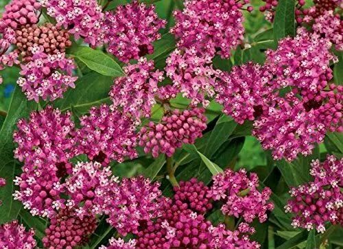 Asclepias Incarnata, algodoncillo pantanoso más de 100 semillas - Imagen 2 de 2