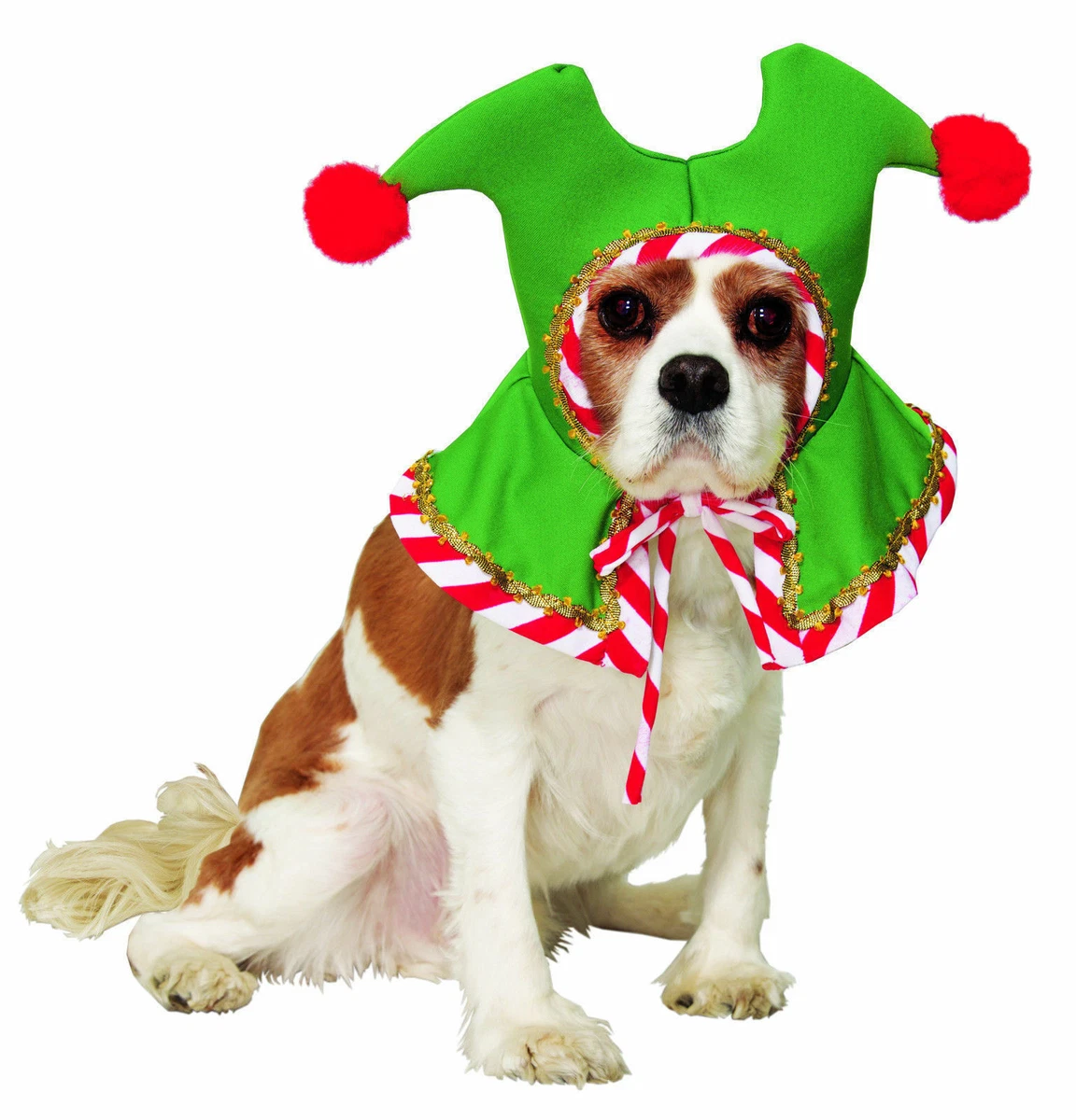 Dog in shop elf costume