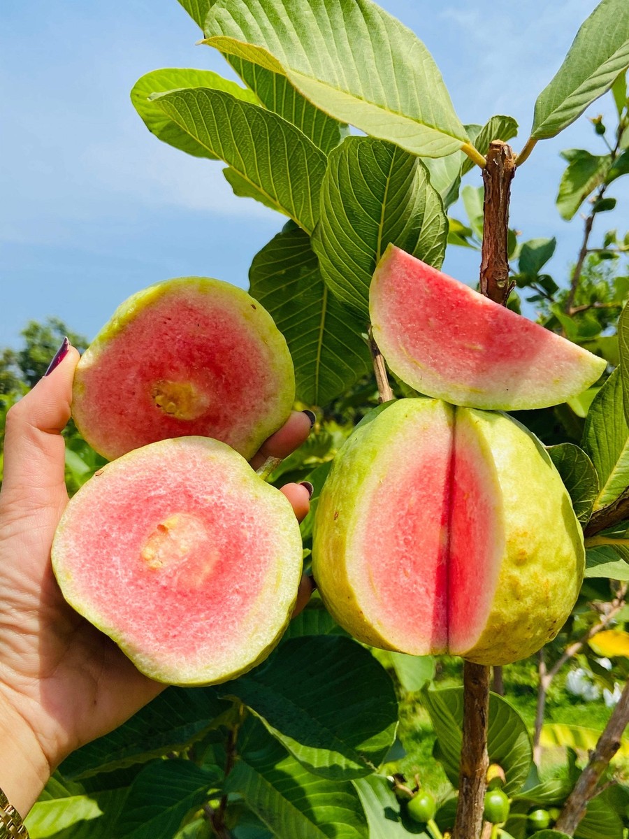 1000 BULK GUAVA Fruit Tree Shrub Psidium Guajava White Flowers