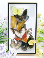 Vere bellissime farfalle conservate nella vetrina 3D - qualità museale - arte 08