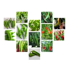 Chili Pepper Seeds Collection, NON-GMO, 12 Varieties to Choose From, FREE SHIP