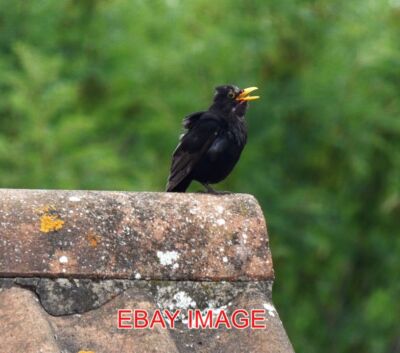 PHOTO  SINGING BLACKBIRD TAKEN IN LEICESTERSHIRE UK .