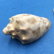 #6 Cymbiola nivosa oblita 52mm Port Hedland, Western Australia Volutidae