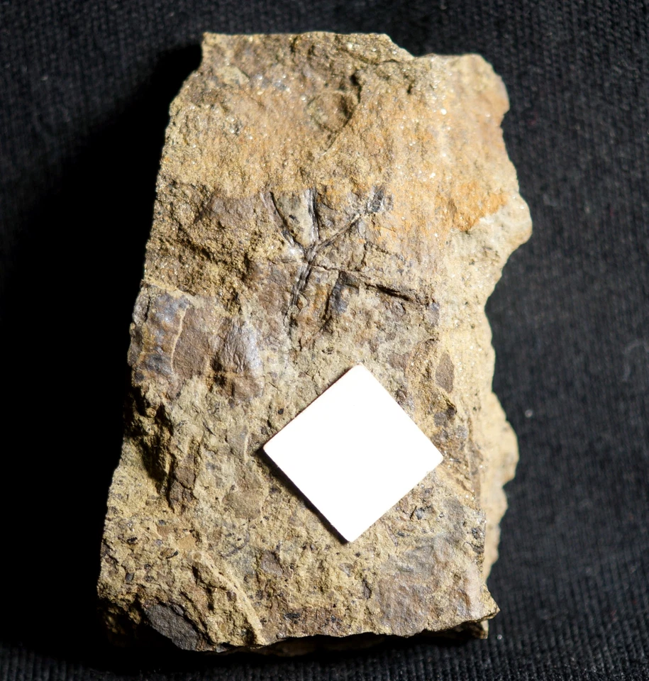 RARE ! Unusual triple branched Cooksonia & strange sporangium oldest land plant - Image 4 of 4