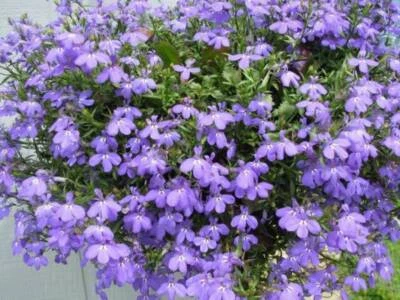 SEEDVILLE USA 200 LILAC Purple LOBELIA REGATTA Lobelia Erinus Flower Seeds