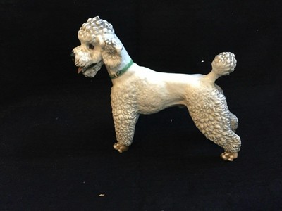 white male poodle