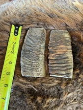 MERINO RAM HORN KNIFE HANDLE MATERIAL  Lg BLANK SCALES 5” x 2 1/8 x 3/8” (ME9)