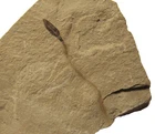 Eocene Green River fossil plant seed Cercocarpus myricaefolius rare #1