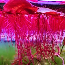 60+ Leaf Red Root Floaters Live  Aquarium Floating Plant Buy 2 Get 1 Free