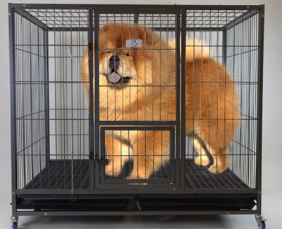 extra large plastic dog crate