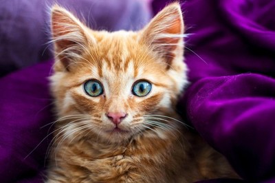 Softness Fluffy Ginger Kitty Kitten Photo Art Print Poster 18x12