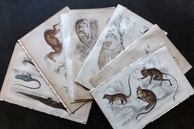 Goldschmied, Oliver 1854 Lot von 14 handcol naturkundlichen Drucken. Restposten Platten