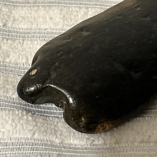 Shark Tooth Fossil - Isurus Hostalis - 10cm Long Miocene - Pleistocene Period - Picture 2 of 19