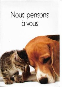 Chat Chat Et Chien Tete Contre Tete Ebay Chat Chat Et Chien Tete Contre Tete Ebay