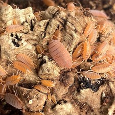 15 Live Powder Orange Isopods Porcellionides Pruinosus 
