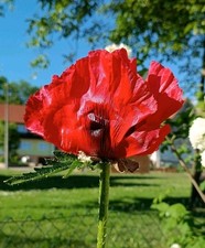 Papaver bracteatum, Iranischer/ Armenischer Mohn