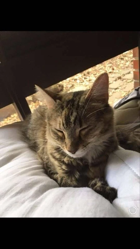 gumtree kittens free to good home