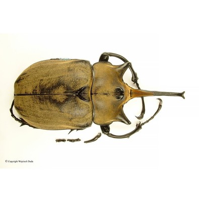 Megasoma elephas elephas, Huge! 122mm, A-/A2