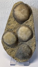 Fossile Platte der Brachiopoden &ndash; Rafinesquina sp. aus der McMillan Formation &ndash;