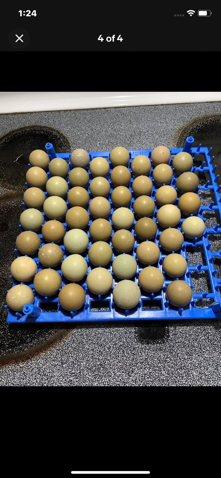 24 ringneck pheasant hatching eggs ebay