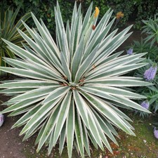 Agave angustifolia , 100 seeds !!!
