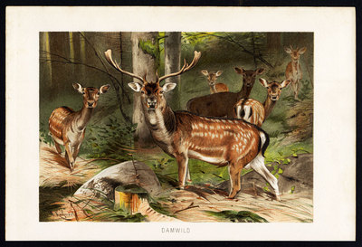 Antiker Druck - FALLHIRSCH - DAMA DAMA - Brehm - 1890