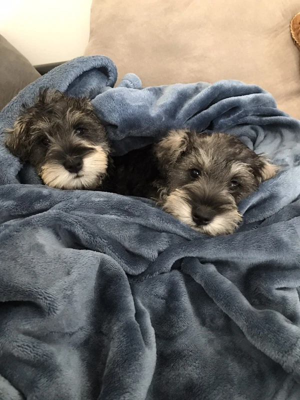 Gumtree Schnauzer 2025