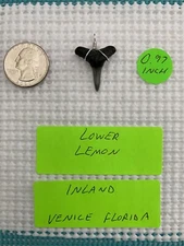 FOSSILIZED 0.97 INCH LOWER LEMON SHARK TOOTH PENDANT
