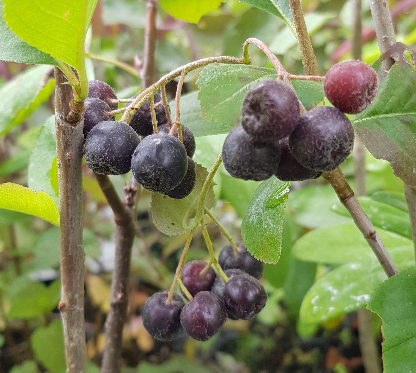 Aronia melanocarpa récolte de super-fruits pour gelées maison