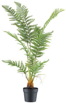 welcher kirschlorbeer wächst am schnellsten Kirschlorbeer Novita 175-200 cm Höhe Ballenware