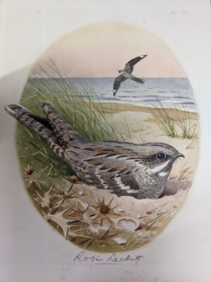 Original Aquarell Gemälde eines europäischen Nachtglases signiert von Robin Reckitt