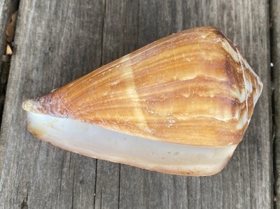 Conus vexillum 4.5  Unmarked No Data (B0)