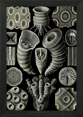 Haeckel Tetracoralla gerahmtes Wandbild Poster Leinwanddruck Bild