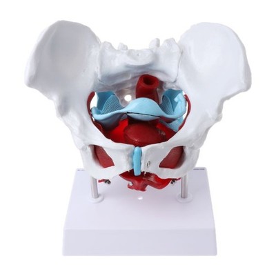 Female Pelvis Pelvic Floor Muscle Model Uterus Ovary Muscle Teaching Resources E