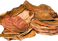 50 XL SeemandelbaumbläTter (Catappa Leaves)