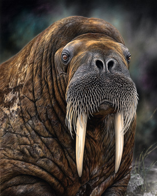 8x10 Walrus tusked face close-up - dark backdrop - tusks - realistic - 826138458