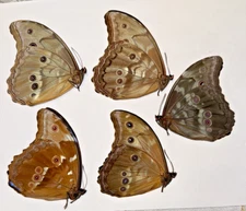 LOT OF 5 MORPHO GODARTI ASSARPAI MALE A1.GOOD CONDITION. UNMOUNTED. CUZCO-PERU