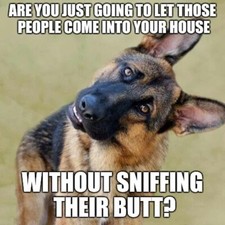 German Shepherd refrigerator magnet 3 1/2 x 4 1/2 made in USA